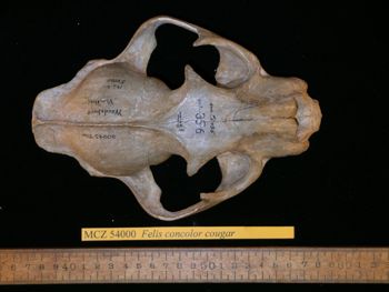 Media type: image;   Mammalogy 54000